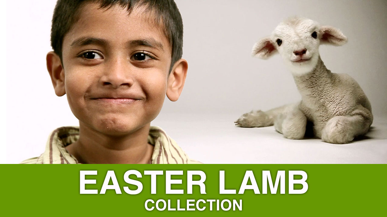 Easter Lamb | Collections | Shift Worship