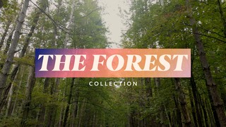 The Forest