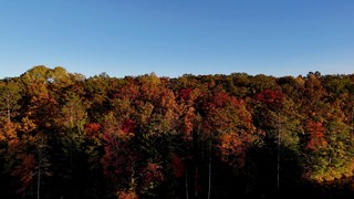 Fall Foliage 13