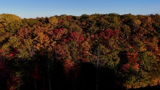 Fall Foliage 14