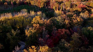 Fall Foliage 17