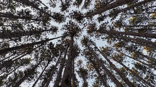 The Forest 1