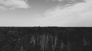 The Forest 10 Bw