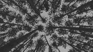 The Forest 3 Bw