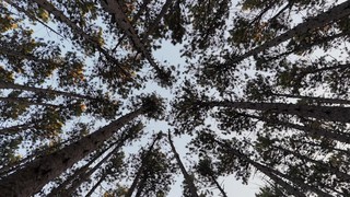 The Forest 3