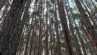 The Forest 5