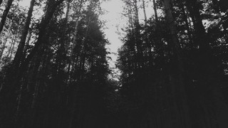 The Forest 8 Bw