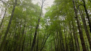 The Forest 9